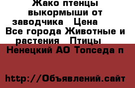 Жако птенцы выкормыши от заводчика › Цена ­ 1 - Все города Животные и растения » Птицы   . Ненецкий АО,Топседа п.